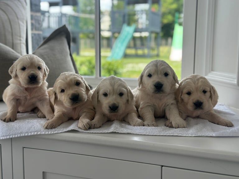 Golden Retriever Puppies for sale in Dungannon, County Tyrone
