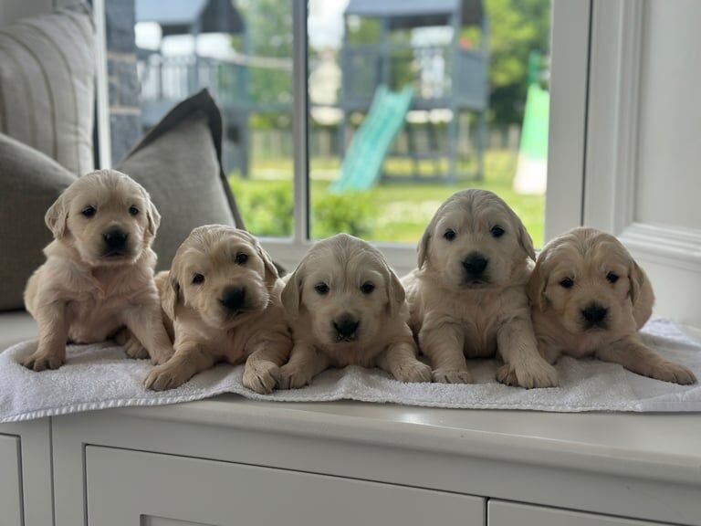 Golden Retriever Puppies for sale in Dungannon, County Tyrone | Image 2