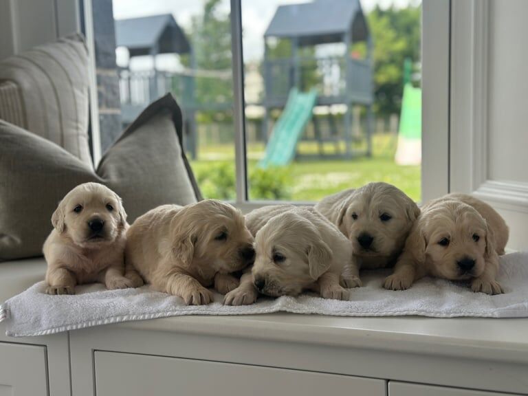 Golden Retriever Puppies for sale in Dungannon, County Tyrone | Image 3
