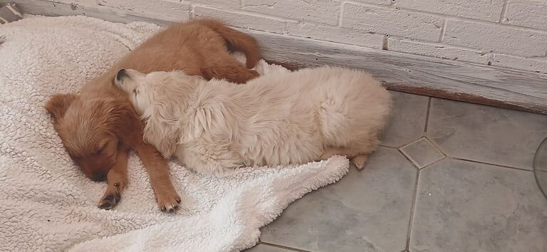 Golden Retriever puppies for sale in South Side, City of Edinburgh
