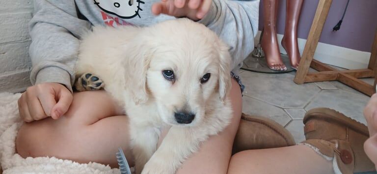 Golden Retriever puppies for sale in South Side, City of Edinburgh | Image 2
