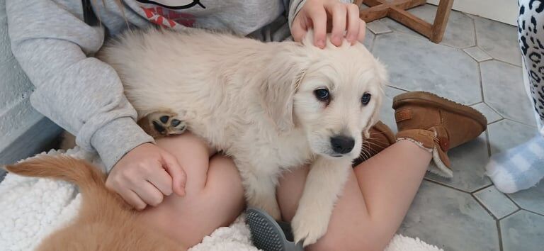 Golden Retriever puppies for sale in South Side, City of Edinburgh | Image 3