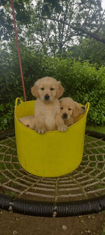 Golden retriever puppies for sale in Newtownhamilton, County Armagh