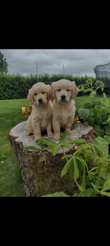 Golden retriever puppies for sale in Newtownhamilton, County Armagh | Image 2