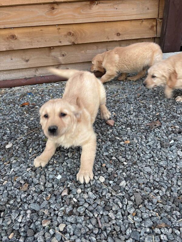 Golden Retriever puppies for sale in Hackney, Greater London – 11 weeks old