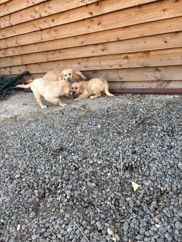 Golden Retriever puppies for sale in Hackney, Greater London – 12 weeks old - Image 2 of 3