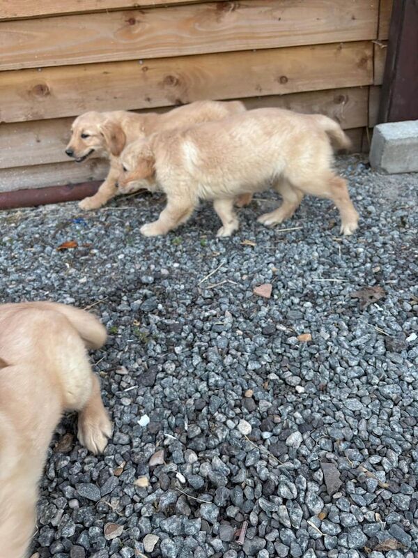 Golden Retriever puppies for sale in Hackney, Greater London – 12 weeks old - Image 3 of 3