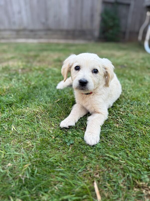 Golden Retriever puppies for sale in Barnet, Greater London – 10 weeks old