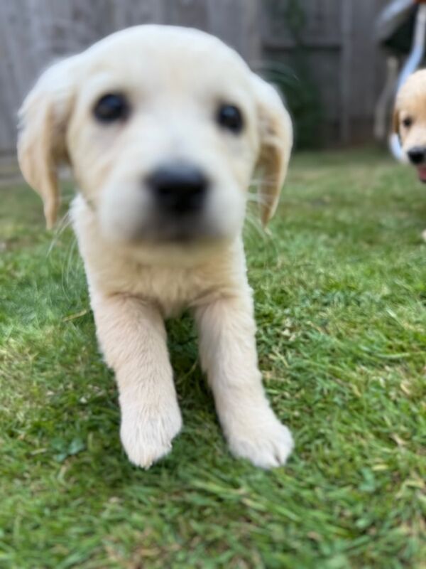 Golden Retriever puppies for sale in Barnet, Greater London – 12 weeks old - Image 2 of 3