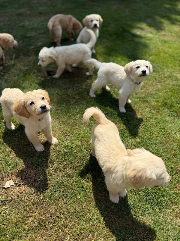 Golden Retriever puppies for sale in Barnet, Greater London – 12 weeks old - Image 3 of 3