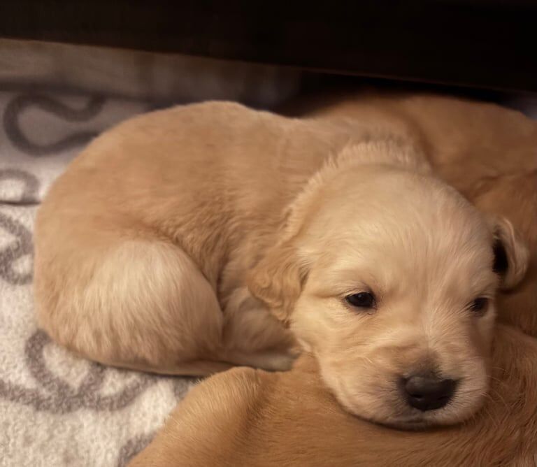 Golden Retriever Puppies For Sale