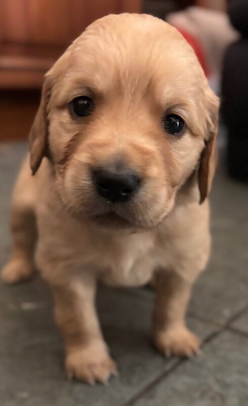 Golden Retriever puppies for sale in Banff, Banffshire – 6 weeks old - Image 2 of 3