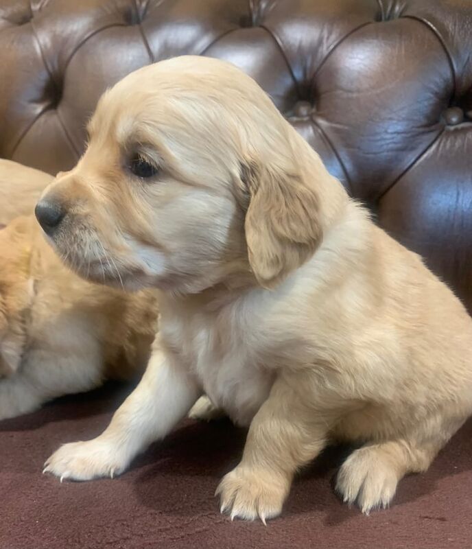 Golden Retriever puppies for sale in Banff, Banffshire – 6 weeks old - Image 3 of 3