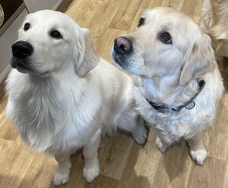 Golden Retriever puppies for sale in Arbroath, Angus – KC registered, 3 weeks old