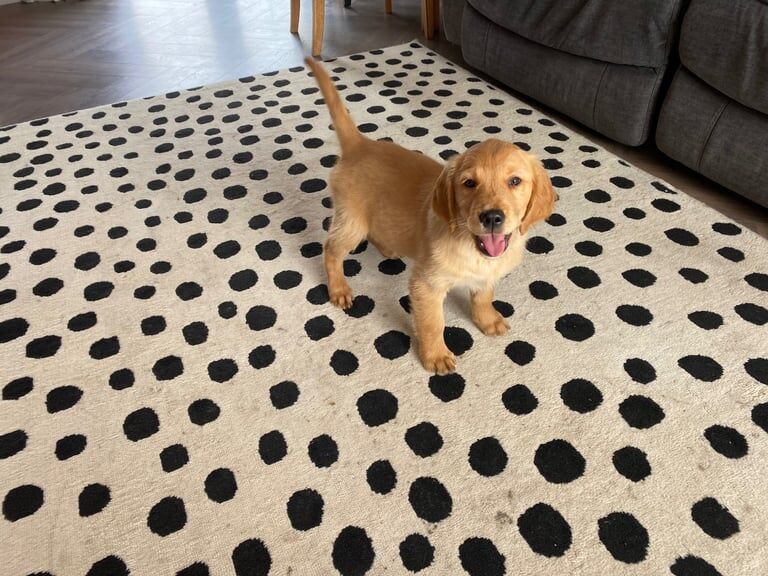 Golden Retriever puppies for sale in South Side, City of Edinburgh – KC registered, 10 weeks old