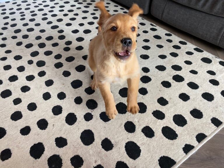 Golden Retriever puppies for sale in South Side, City of Edinburgh – KC registered, 10 weeks old - Image 2 of 3