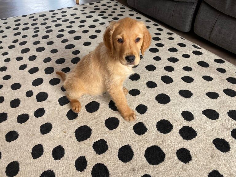 Golden Retriever puppies for sale in South Side, City of Edinburgh – KC registered, 10 weeks old - Image 3 of 3