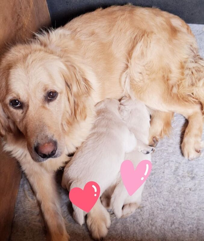 Golden Retriever puppies for sale in Dungannon, County Tyrone – 3 weeks old