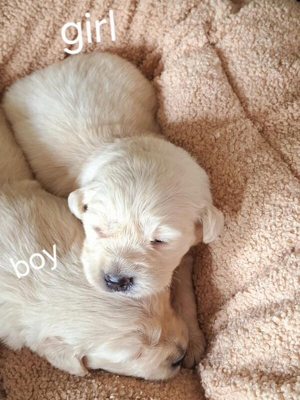 Golden Retriever puppies for sale in Dungannon, County Tyrone – 3 weeks old - Image 2 of 3
