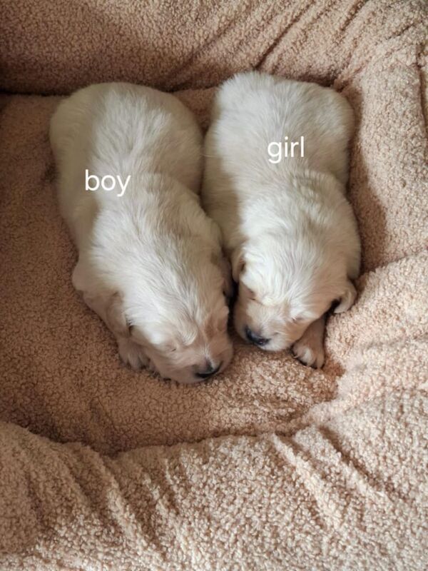 Golden Retriever puppies for sale in Dungannon, County Tyrone – 3 weeks old - Image 3 of 3