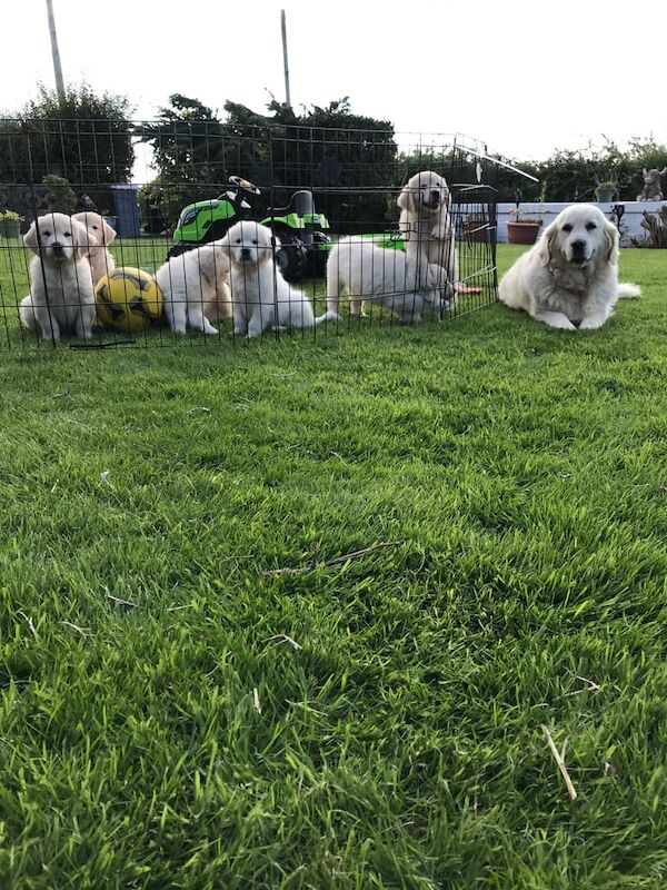 Golden Retriever puppies for sale in Kilwinning, Ayrshire and Arran – 8 weeks old