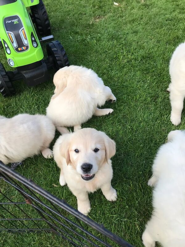 Golden Retriever puppies for sale in Kilwinning, Ayrshire and Arran – 8 weeks old - Image 2 of 3