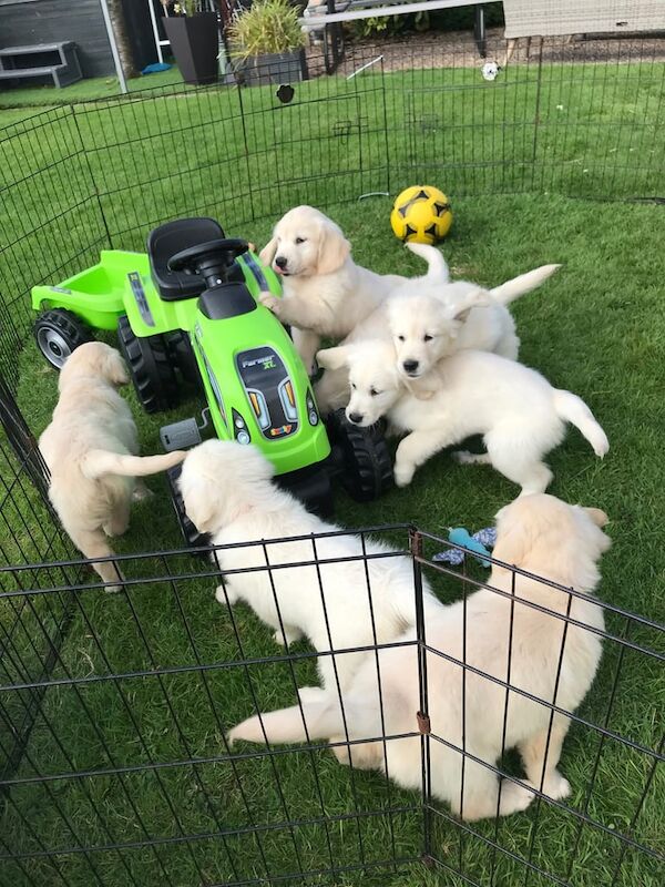Golden Retriever puppies for sale in Kilwinning, Ayrshire and Arran – 8 weeks old - Image 3 of 3