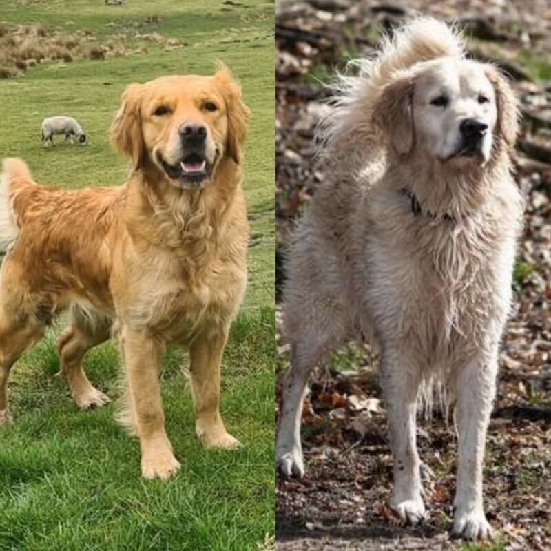 Golden Retriever Puppies- Varied Shades for sale in Whaley Bridge, Derbyshire - Image 2