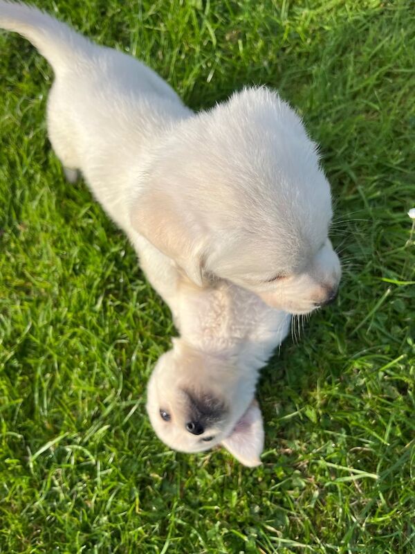 Golden Retriever puppies for sale in Newry, County Armagh – 8 weeks old