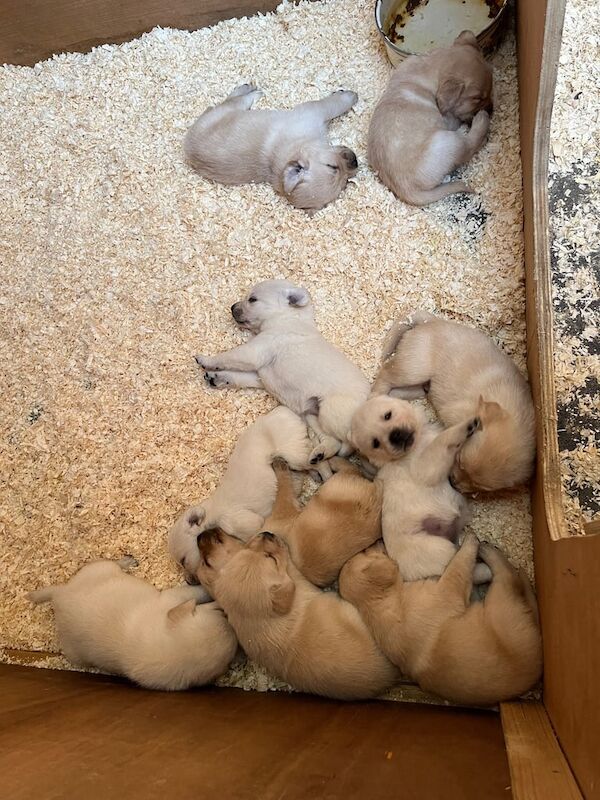 Golden Retriever puppies for sale in Newry, County Armagh – 8 weeks old - Image 2 of 3