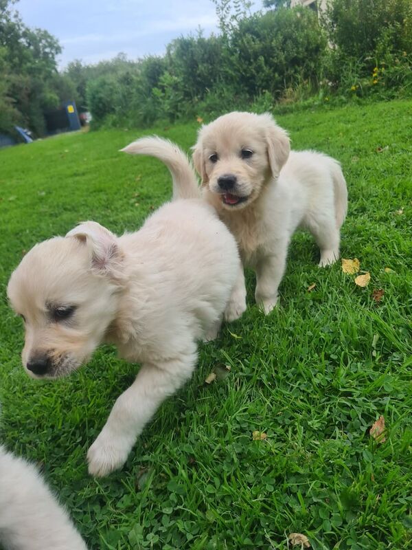 Golden Retriever puppies for sale in Lisnaskea, County Fermanagh – 7 weeks old