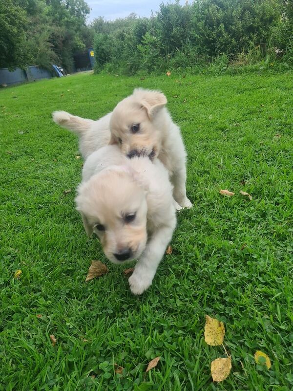 Golden Retriever puppies for sale in Lisnaskea, County Fermanagh – 7 weeks old - Image 2 of 3