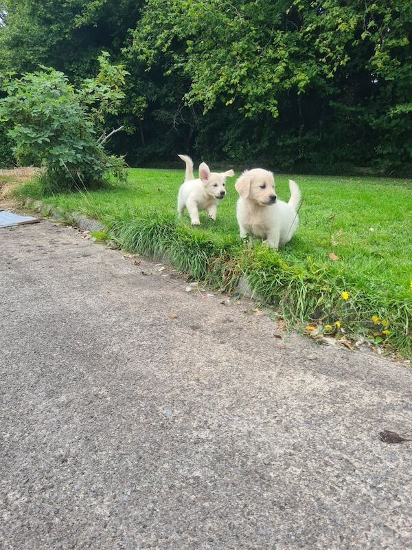 Golden Retriever puppies for sale in Lisnaskea, County Fermanagh – 7 weeks old - Image 3 of 3
