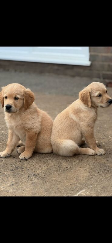 Golden Retriever puppies for sale in Middlesbrough, North Yorkshire – KC registered, 8 weeks old