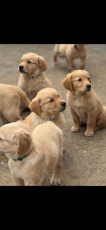 Golden Retriever puppies for sale in Middlesbrough, North Yorkshire – KC registered, 8 weeks old - Image 2 of 3