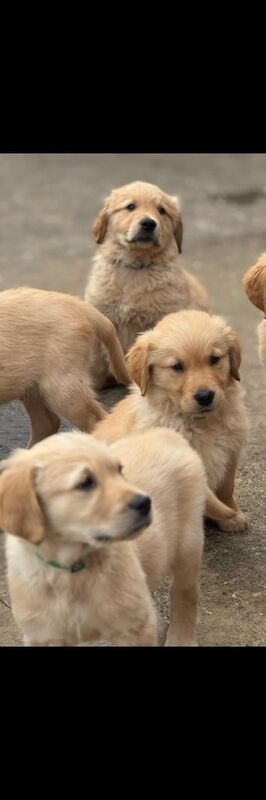 Golden Retriever puppies for sale in Middlesbrough, North Yorkshire – KC registered, 8 weeks old - Image 3 of 3