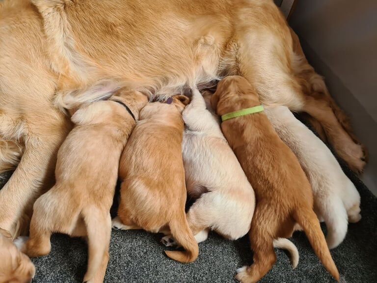 Golden Retriever puppies for sale in Seaham, Durham โ 2 weeks old