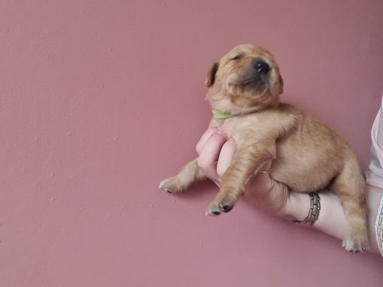 Golden Retriever puppies for sale in Seaham, Durham – 2 weeks old - Image 3 of 3