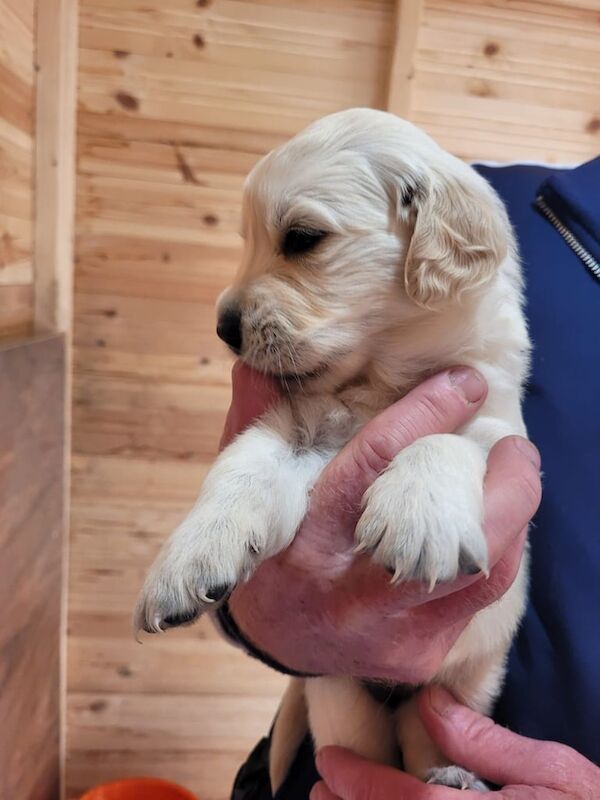 Golden Retriever puppies - Image 2 of 3