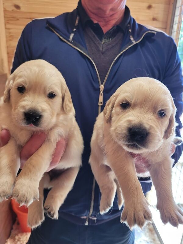 Golden Retriever puppies - Image 3 of 3