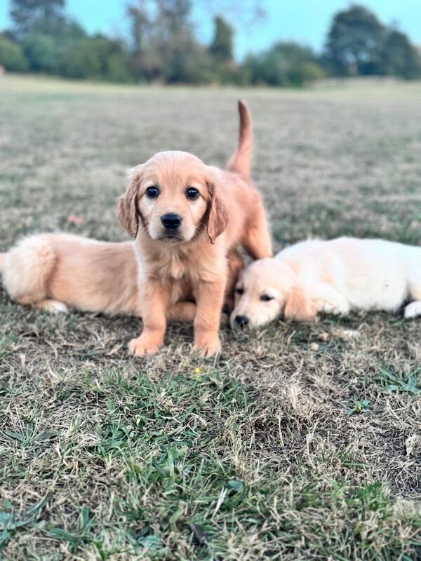 Golden retriever puppies - Image 2 of 3