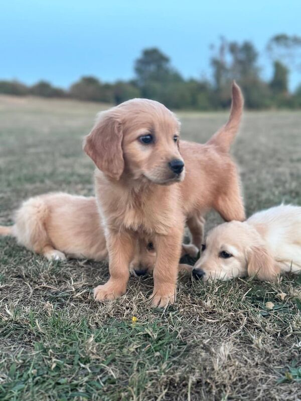 Golden retriever puppies - Image 3 of 3