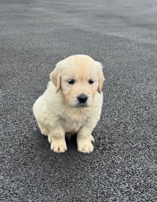Golden retriever puppies - Image 3 of 3