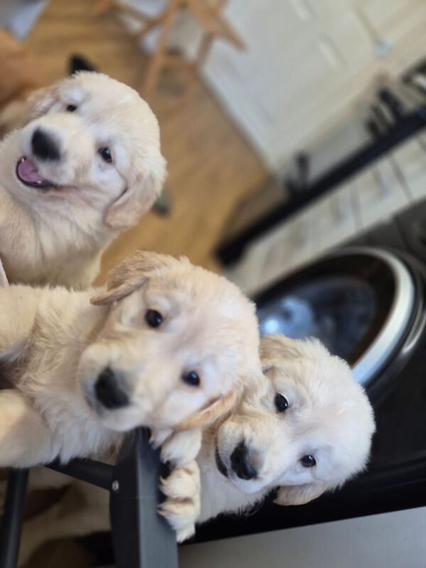 Golden Retriever puppies for sale in Newton Aycliffe, Durham – KC registered, 3 months old - Image 2 of 3