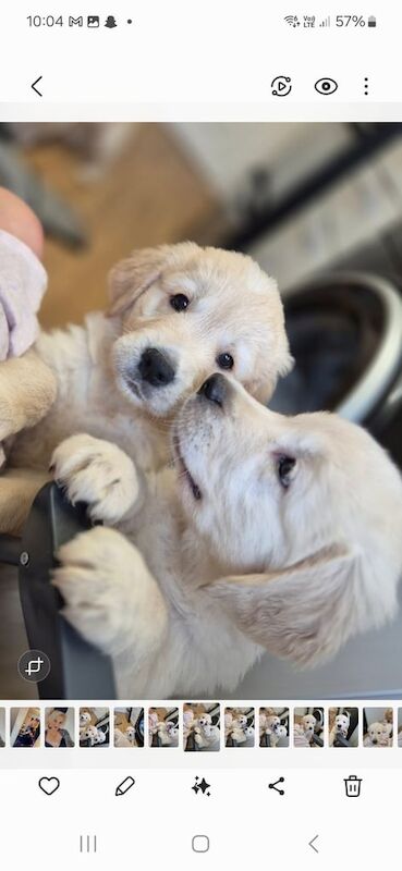 Golden Retriever puppies for sale in Newton Aycliffe, Durham – KC registered, 3 months old - Image 3 of 3