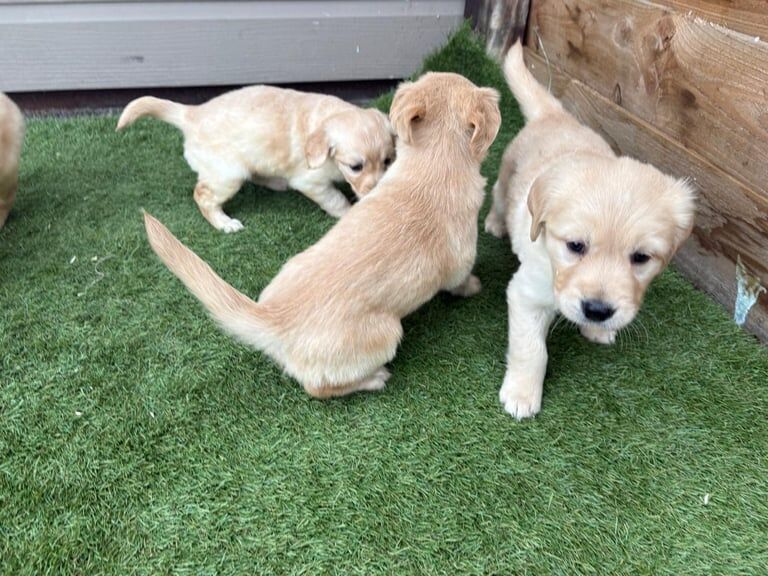 Golden Retriever puppies for sale in Hackney, Greater London – 8 weeks old