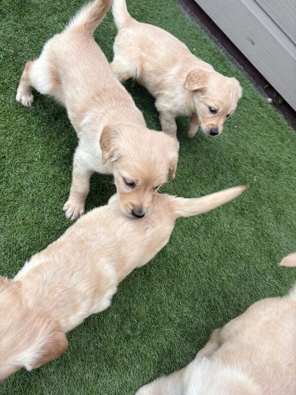 Golden Retriever puppies for sale in Hackney, Greater London – 8 weeks old - Image 2 of 3