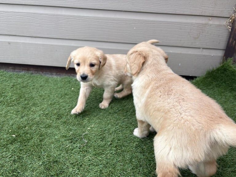 Golden Retriever puppies for sale in Hackney, Greater London – 8 weeks old - Image 3 of 3