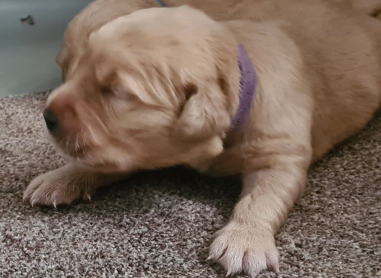 Golden Retriever puppies for sale in Seaham, Durham – 2 weeks old - Image 2 of 6