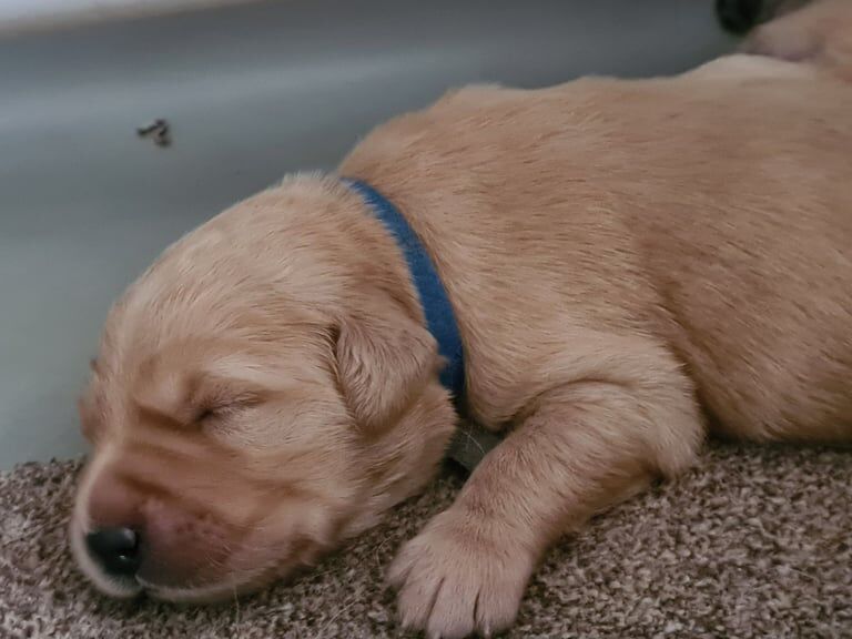 Golden Retriever puppies for sale in Seaham, Durham – 2 weeks old - Image 3 of 6